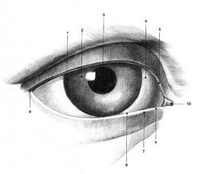 schema-definition-oeil