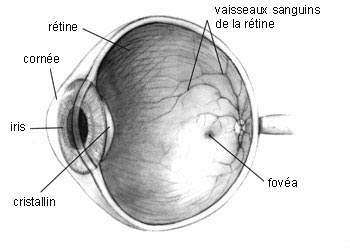 Glaucome